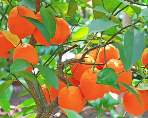 Citrus Orange Tree paint by numbers