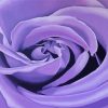 Lilac Rose Paint By Numbers