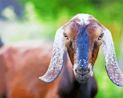 Long Eared Goat paint by numbers