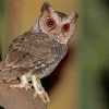 Philippine Scops Owl paint by numbers