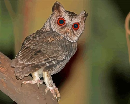 Philippine Scops Owl paint by numbers