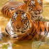 Tiger Couple In Water paint by numbers