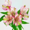 White And Pink Alstroemeria Flower paint by numbers