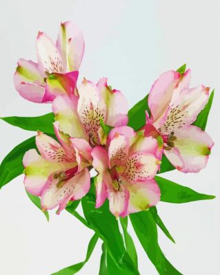 White And Pink Alstroemeria Flower paint by numbers