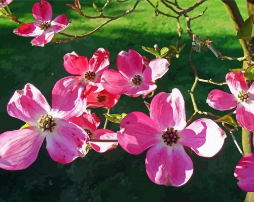 Aesthetic Dogwoods paint by numbers