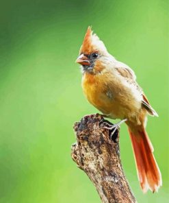 Aesthetic Juvenile Cardinal paint by numbers