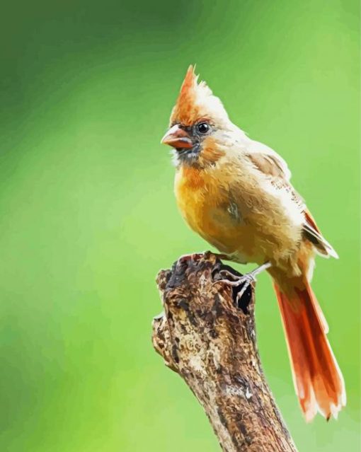 Aesthetic Juvenile Cardinal paint by numbers