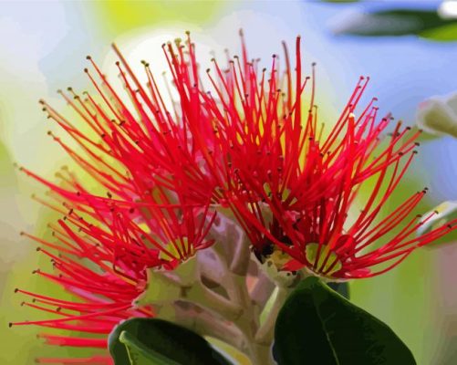 Pohutukawa Flower Closeup paint by numbers