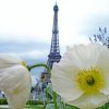 Paris White Poppy paint by numbers