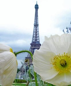 Paris White Poppy paint by numbers