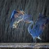 Two Adorable Heron Birds paint by numbers