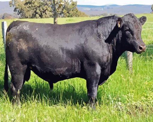 Aberdeen Angus Paint By Numbers