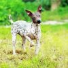 American Hairless Terrier Dog Paint By Numbers