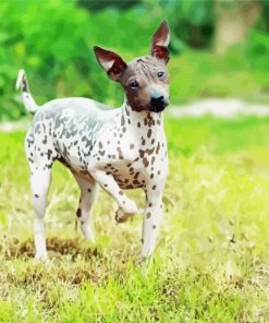 American Hairless Terrier Dog Paint By Numbers
