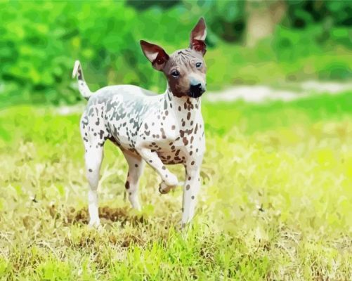 American Hairless Terrier Dog Paint By Numbers