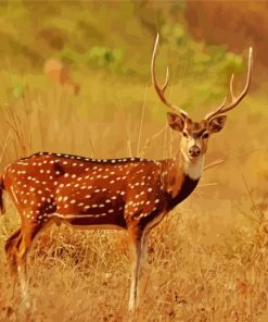 Axis Deer In The National Park Paint By Numbers