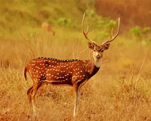Axis Deer In The National Park Paint By Numbers