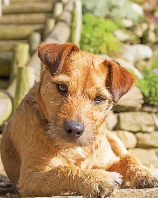 Beige Patterdale Terrier Paint By Numbers