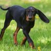 Black And Tan Coonhound Dog Paint By Numbers