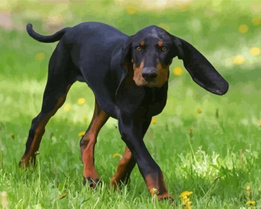 Black And Tan Coonhound Dog Paint By Numbers