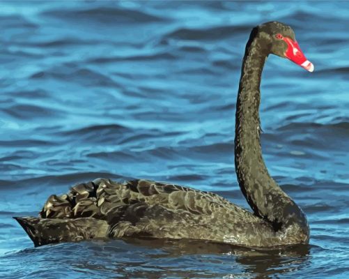 Black Swan Bird Paint By Numbers