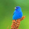 Blue Indigo Bunting Paint By Numbers