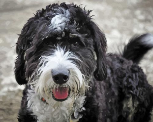 Close Up Black Bernedoodle Paint By Numbers