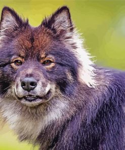 Finnish Lapphund Head Paint By Numbers