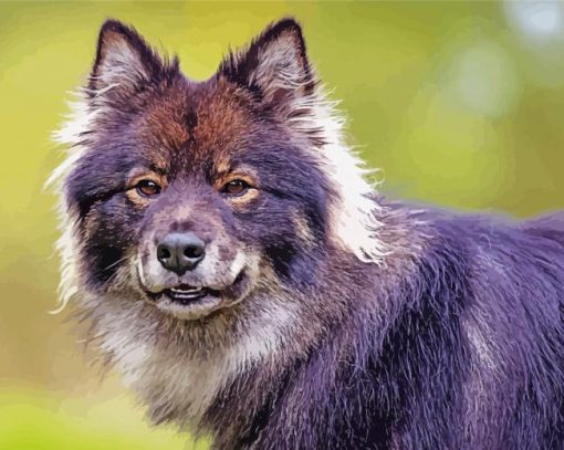 Finnish Lapphund Head Paint By Numbers