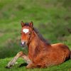 Horse Foal In The Meadow Paint By Numbers