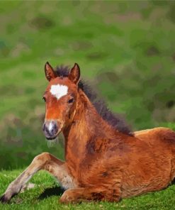 Horse Foal In The Meadow Paint By Numbers