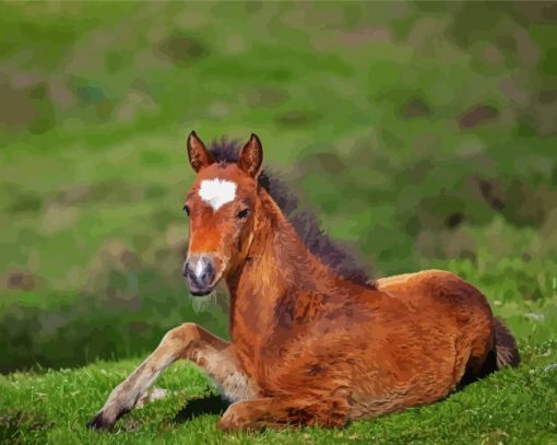 Horse Foal In The Meadow Paint By Numbers