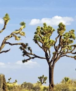 Joshua Tree National Park Paint By Numbers