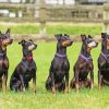 Manchester Terrier Dog Animal Paint By Numbers
