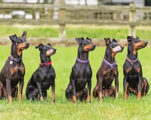 Manchester Terrier Dog Animal Paint By Numbers