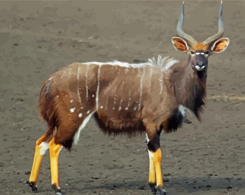 Nyala Animal Paint By Numbers