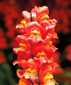 Peachy Snapdragons paint by numbers