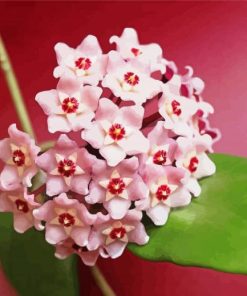 Pink Hoya Flowers Paint By Numbers