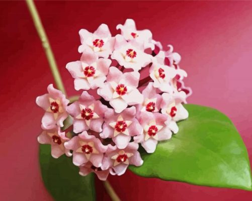 Pink Hoya Flowers Paint By Numbers