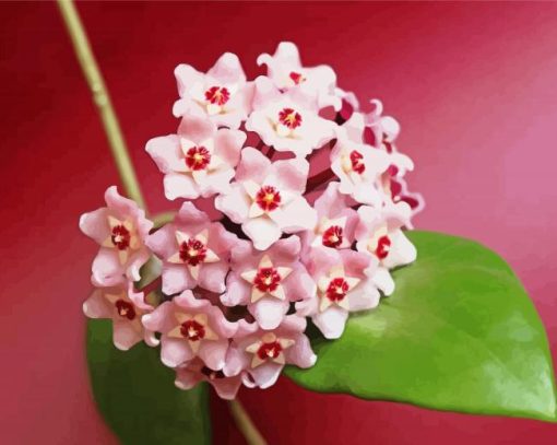 Pink Hoya Flowers Paint By Numbers