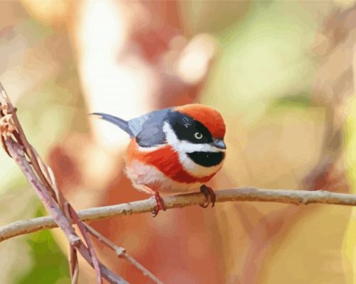 Red Head Long Tailed Tit Paint By Numbers