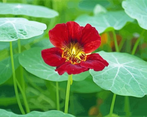 Red Nasturtium Paint By Numbers