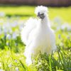 Silkie Chicken paint by numbers