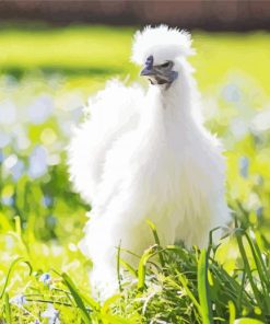 Silkie Chicken paint by numbers