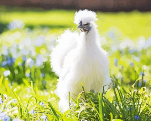 Silkie Chicken paint by numbers