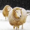Snow Sheep Paint By Numbers