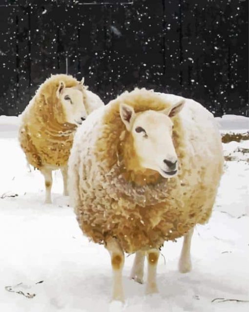Snow Sheep Paint By Numbers