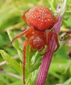 Strawberry Red Spider Paint By Numbers