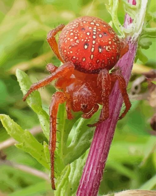 Strawberry Red Spider Paint By Numbers