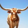 Texas Cattle Paint By Numbers